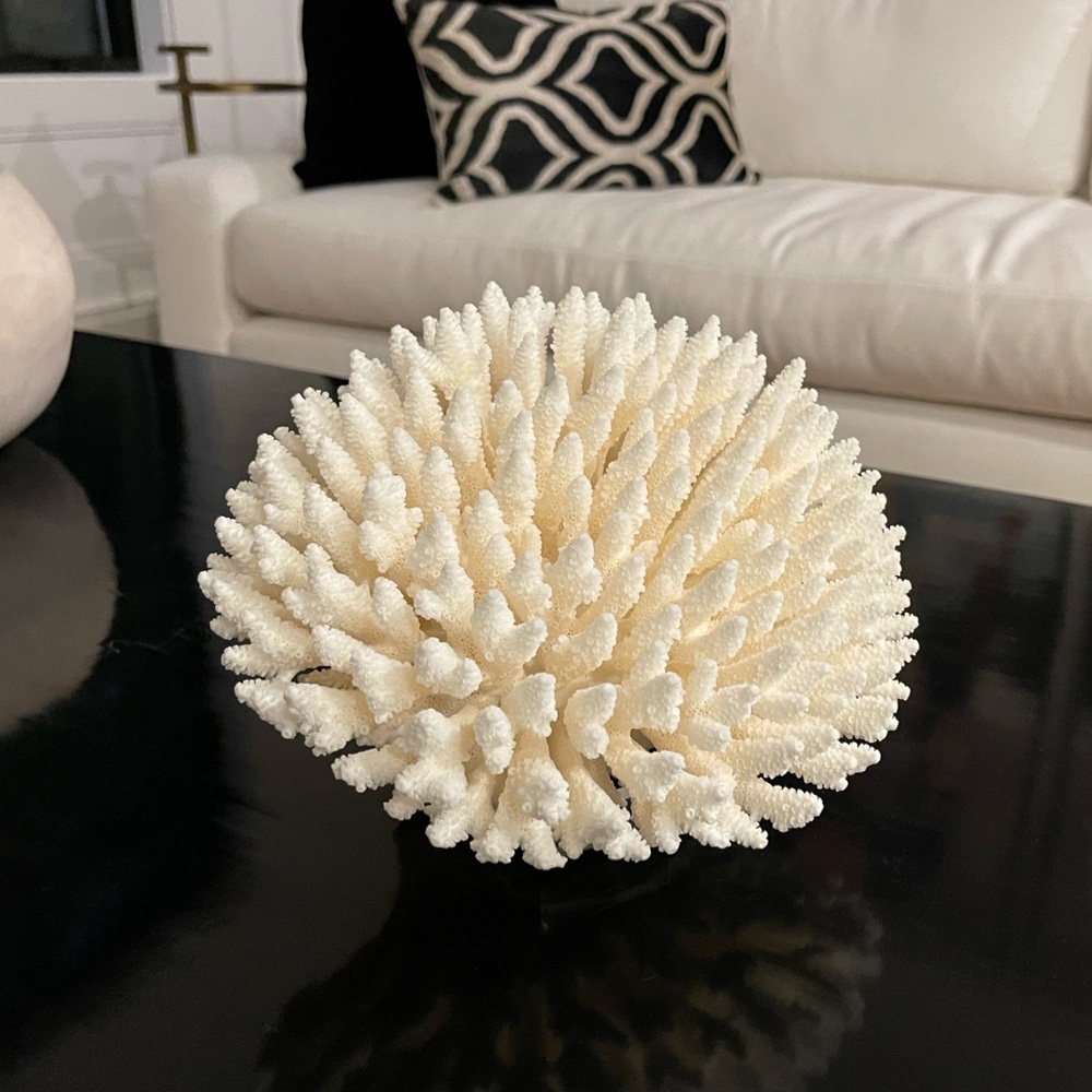 Real Coral Sculpture with Custom Acrylic Base